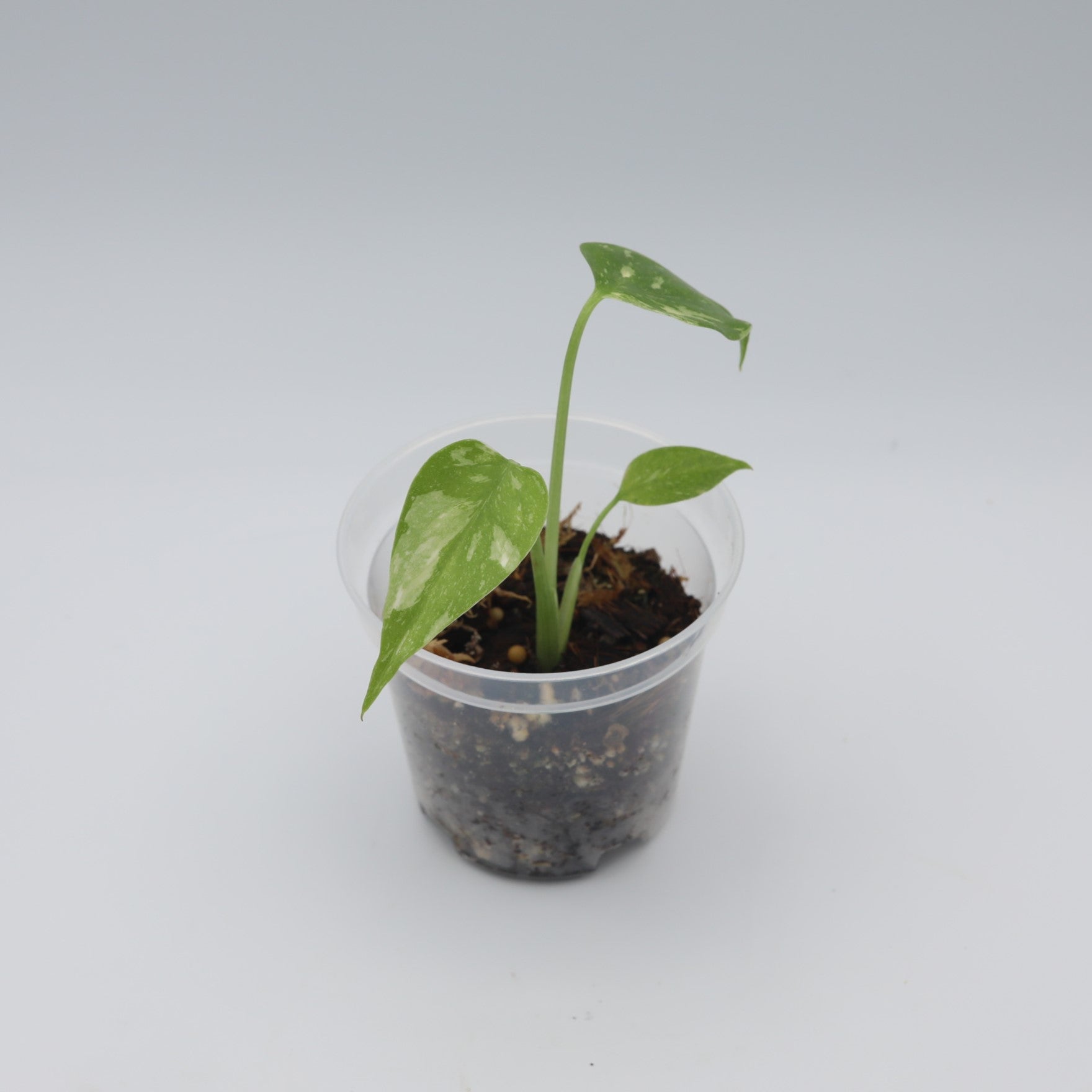 monstera starter plant Monstera Thai Constellation Premium