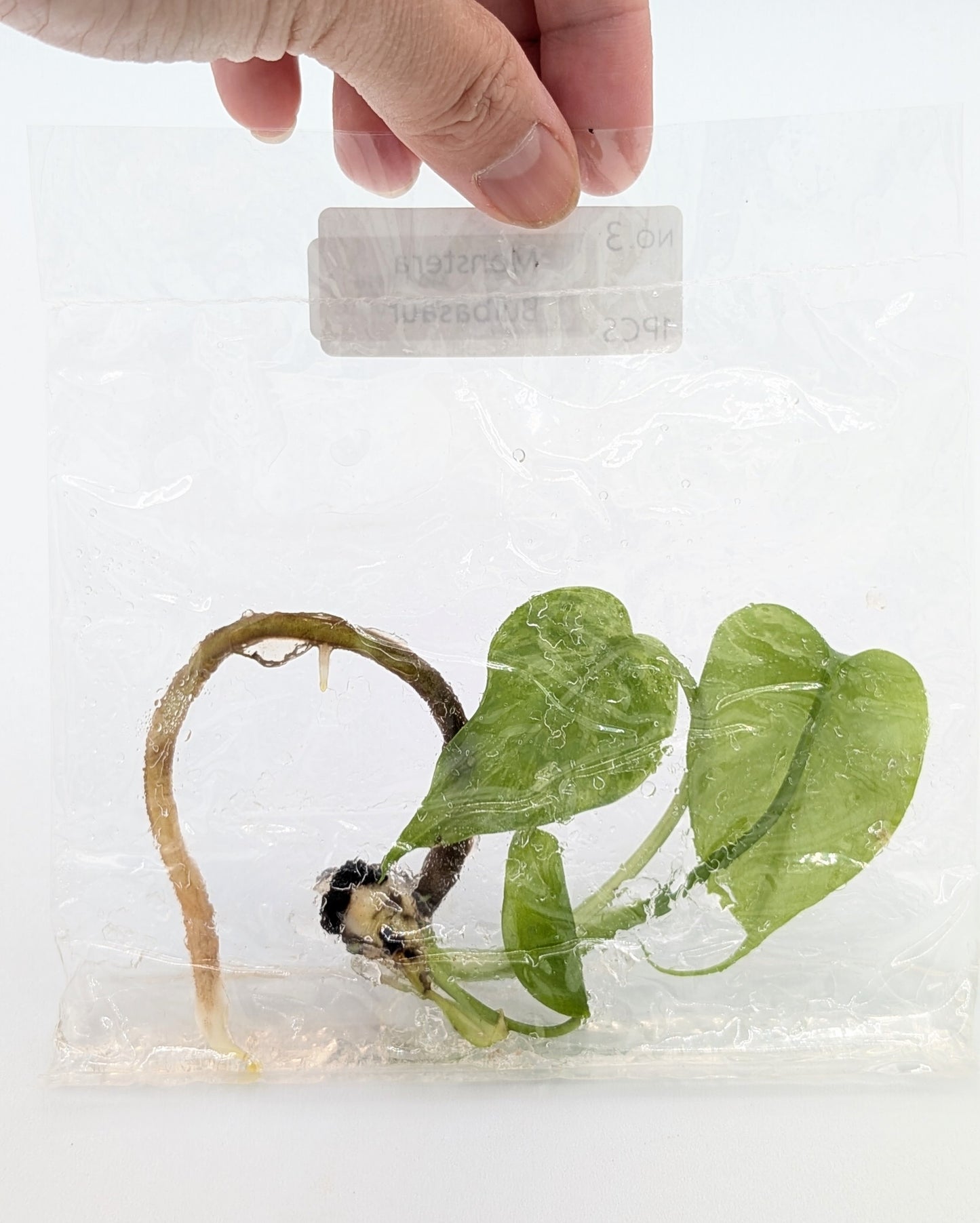 Monstera Bulbasaur Tissue Culture