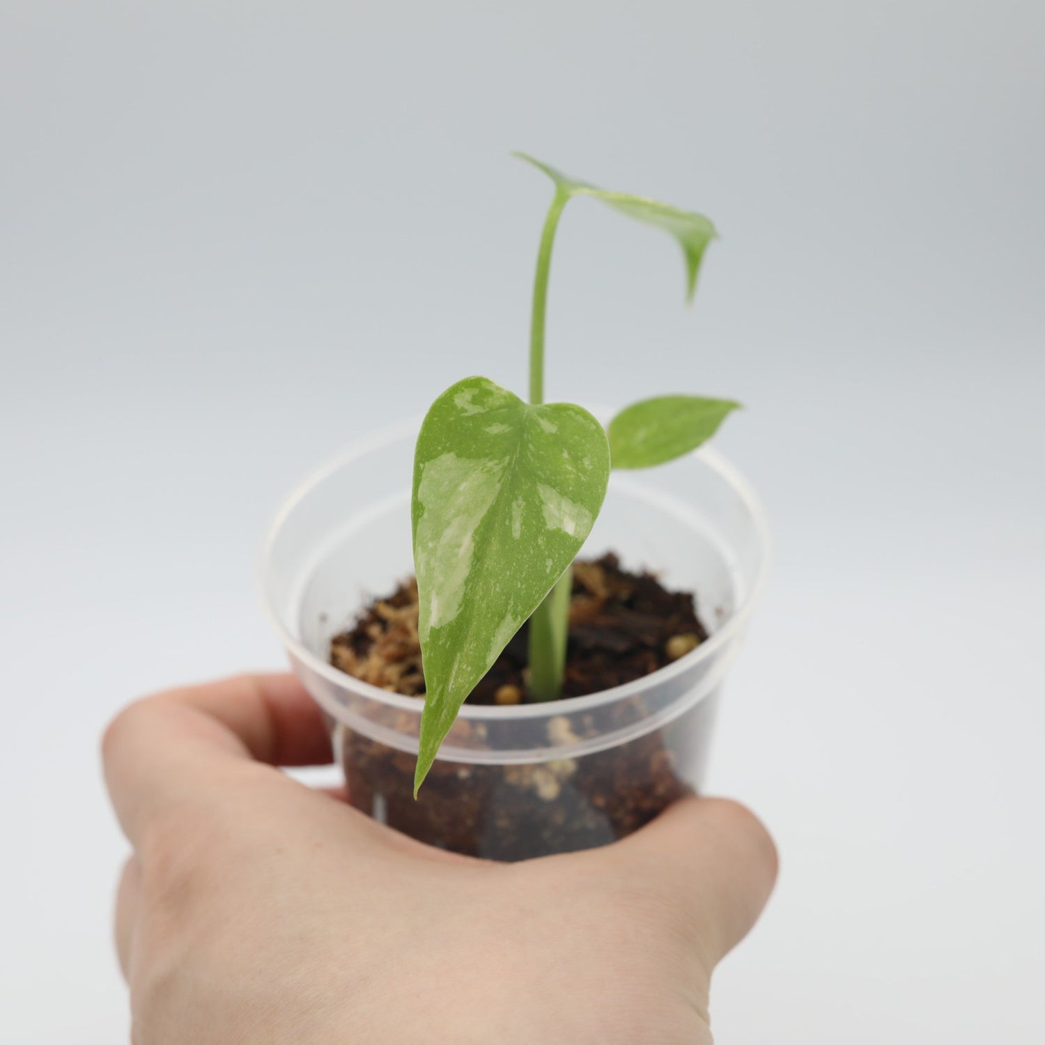 Starter Plants