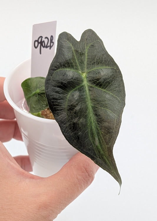 Alocasia Venom pup