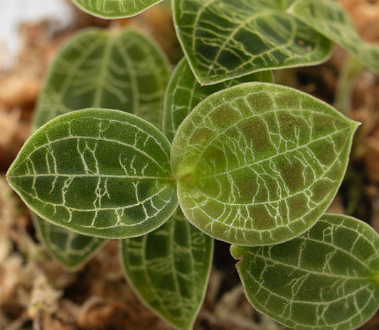 Lightning Bolt Jewel Orchid