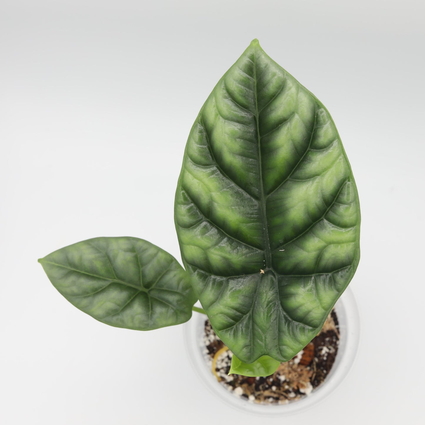 Alocasia "Quilted Green" - 4in pot