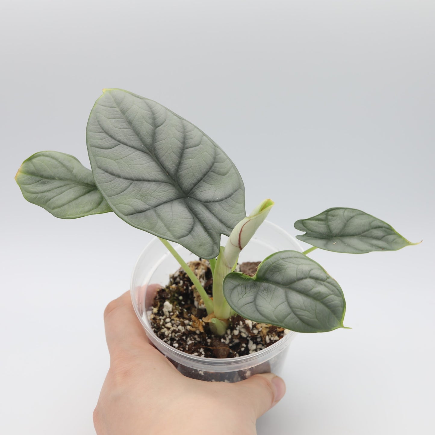 Alocasia Silver Dragon - 4in pot