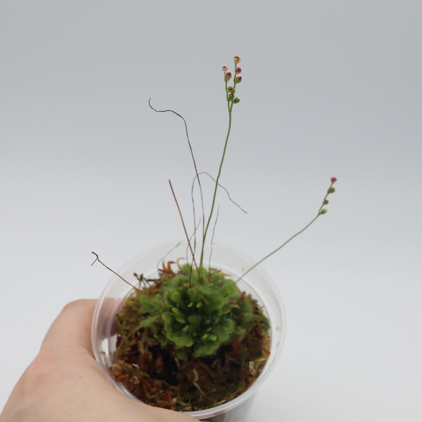 Sun Dew Carnivorous Plant