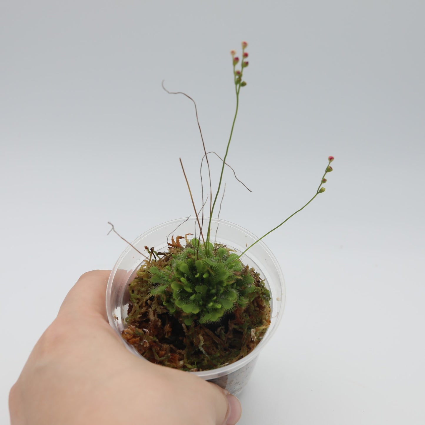 Sun Dew Carnivorous Plant