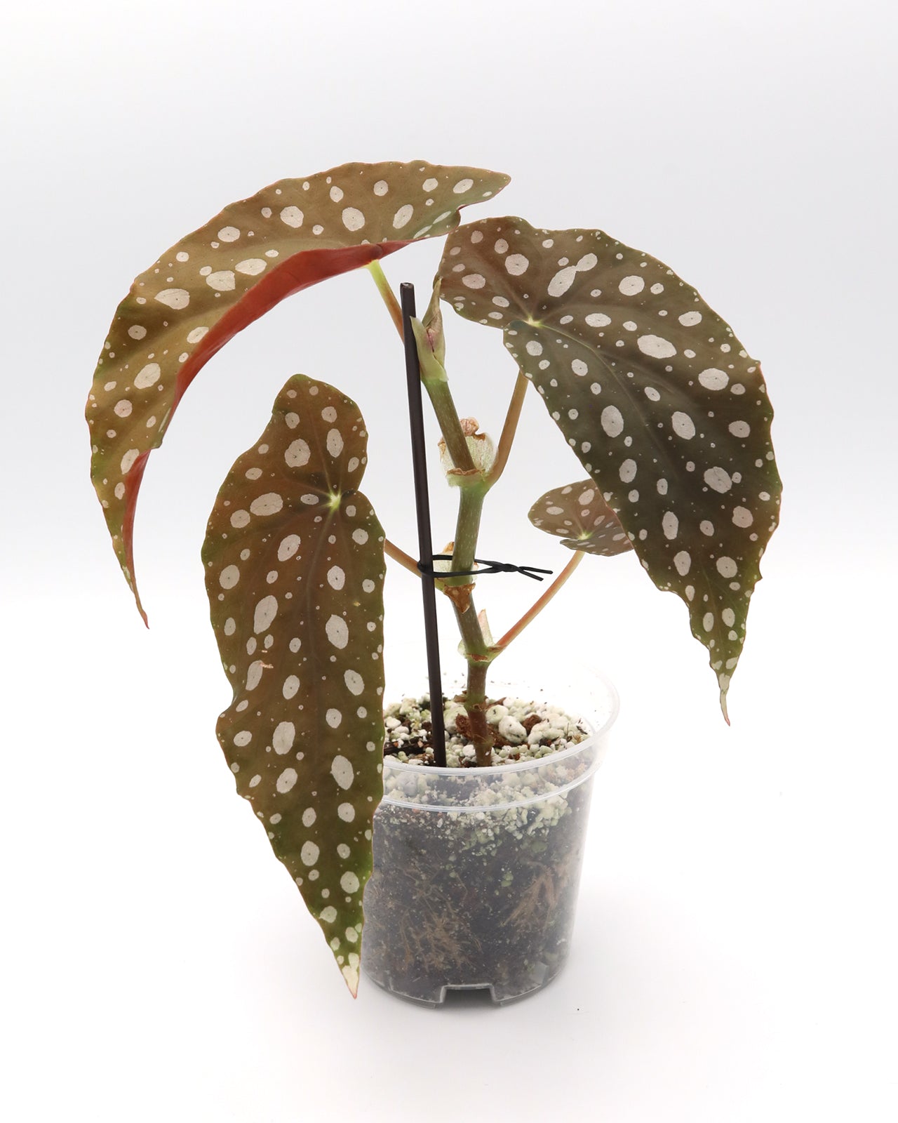 Begonia Maculata Polka Dot - Small(5in leaf)