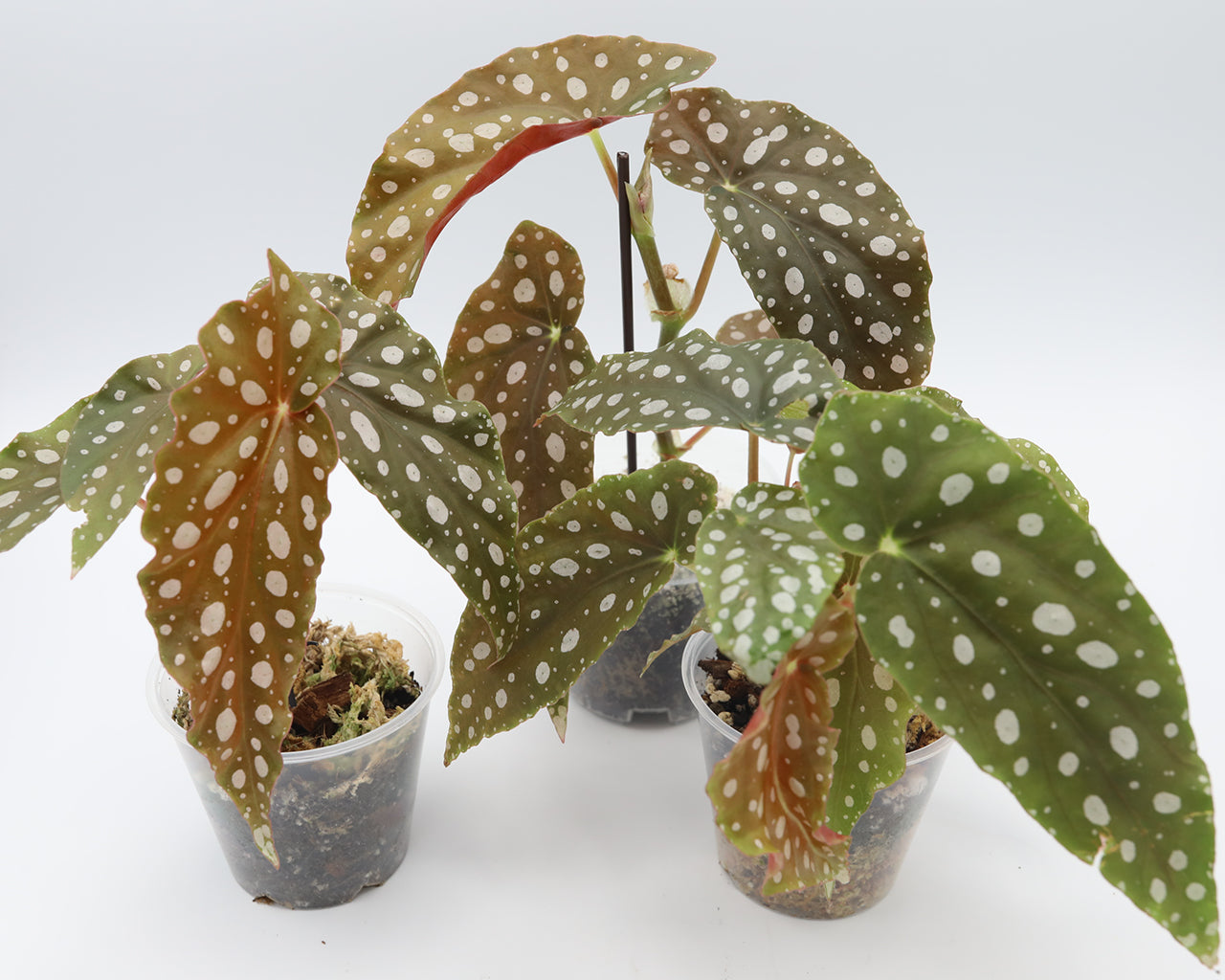 Begonia Maculata Polka Dot - Small(5in leaf)