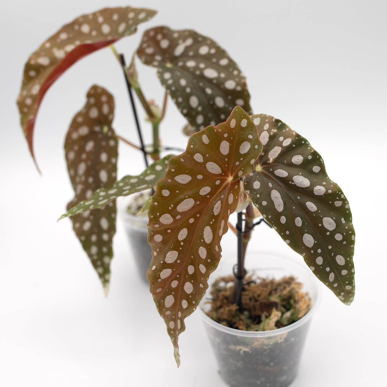 Begonia Maculata Polka Dot - Small(5in leaf)