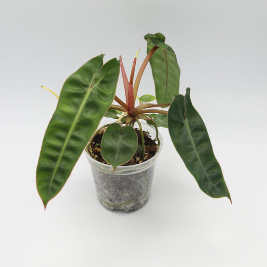 Philodendron Billietiae in 4in pot