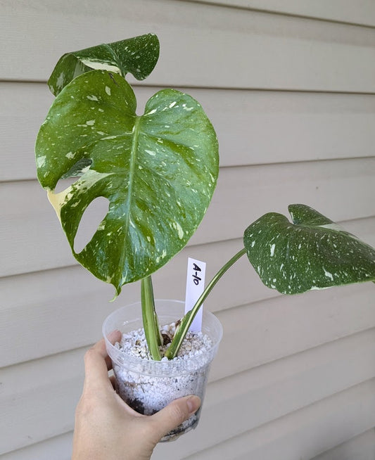 Monstera Thai Constellation Premium in 4 in pot