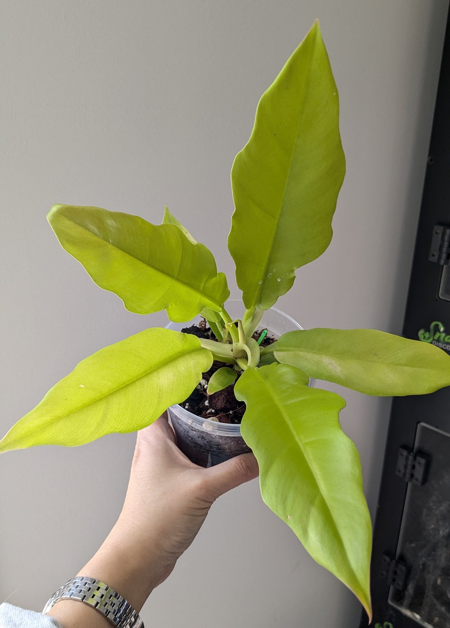 Philodendron "Golden Crocodile"