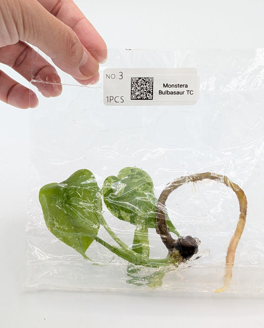 Monstera Bulbasaur Tissue Culture