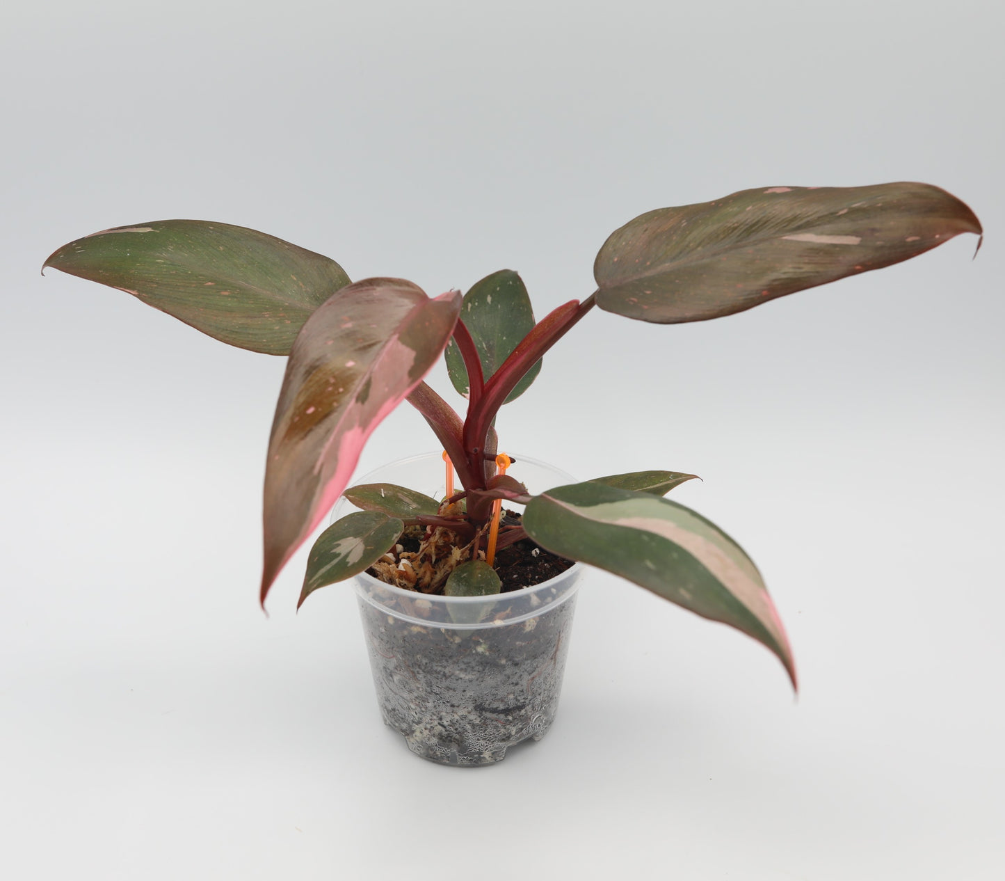 Philodendron Pink Princess starter grower's choice