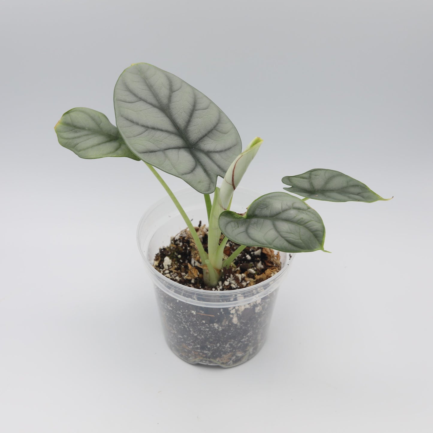 Alocasia Silver Dragon - 4in pot